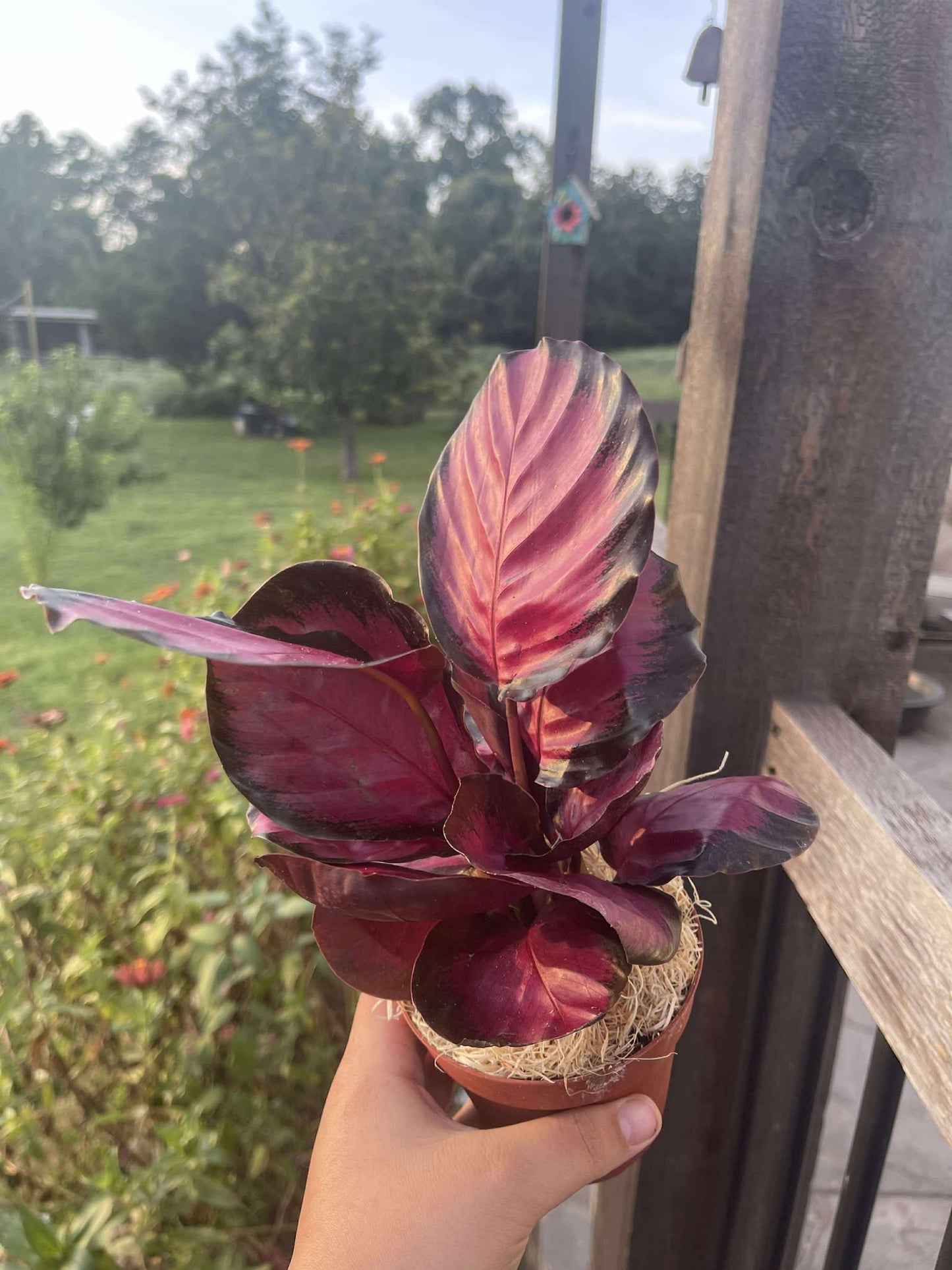Calathea 'Purple Rose'
