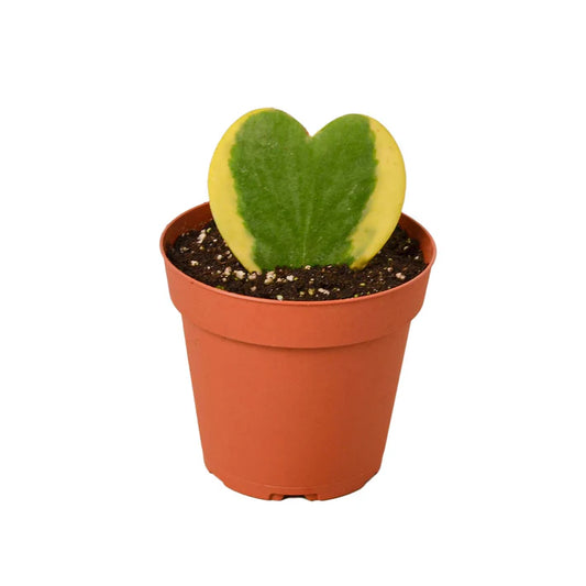Hoya Heart Variegated
